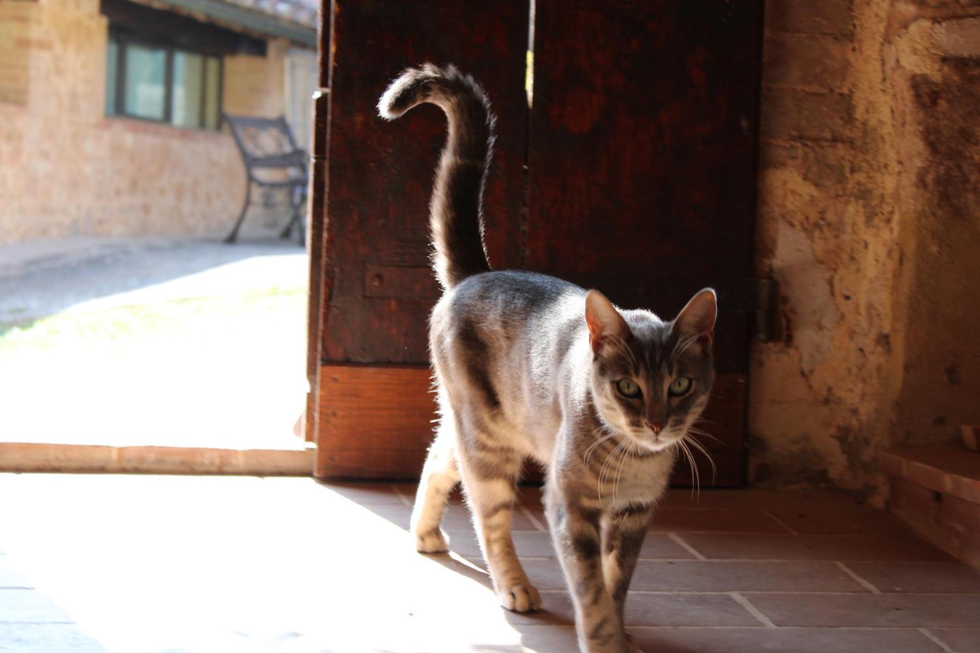 Agriturismo Il Caggio Sovicille Εξωτερικό φωτογραφία