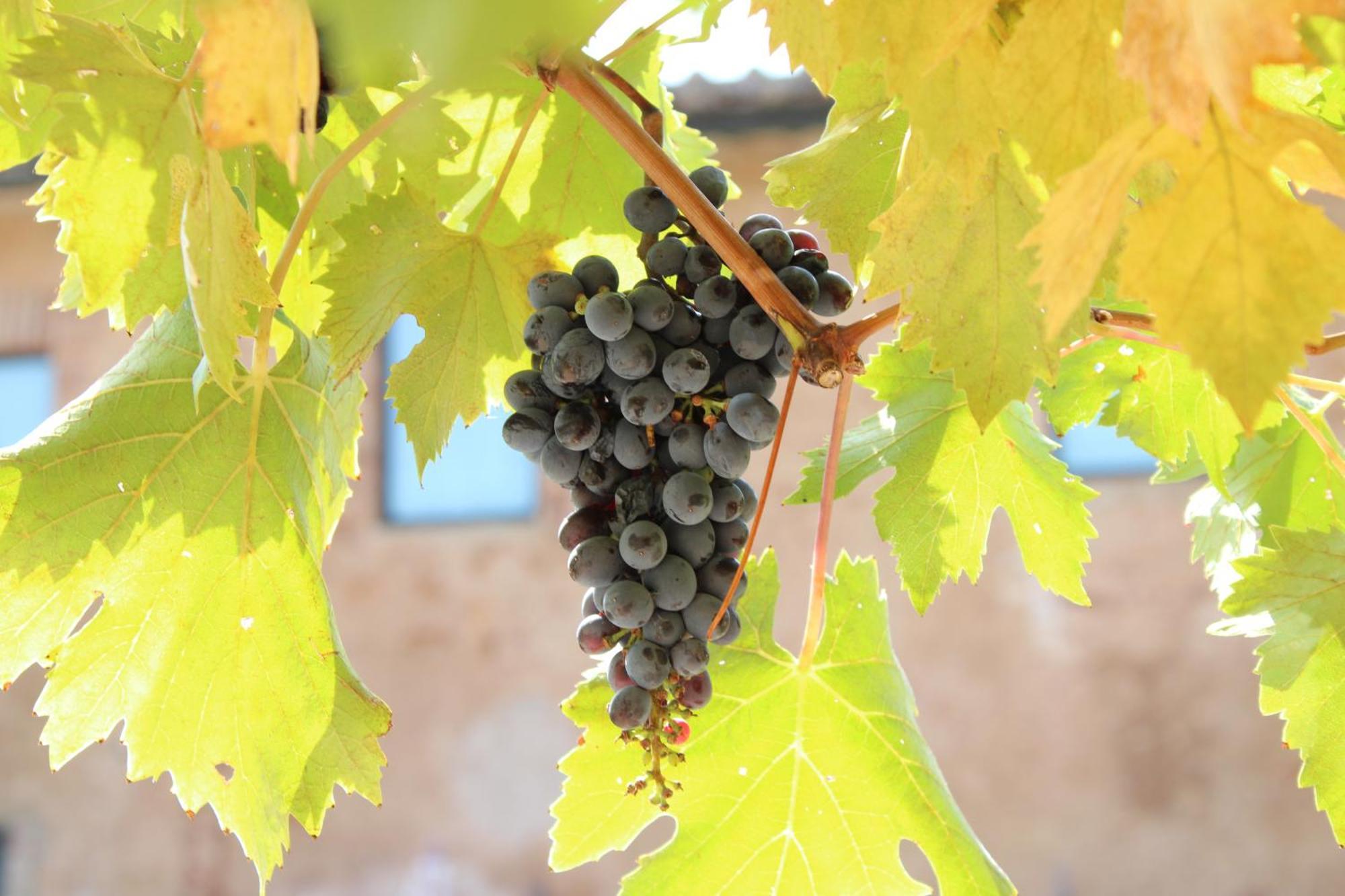 Agriturismo Il Caggio Sovicille Εξωτερικό φωτογραφία