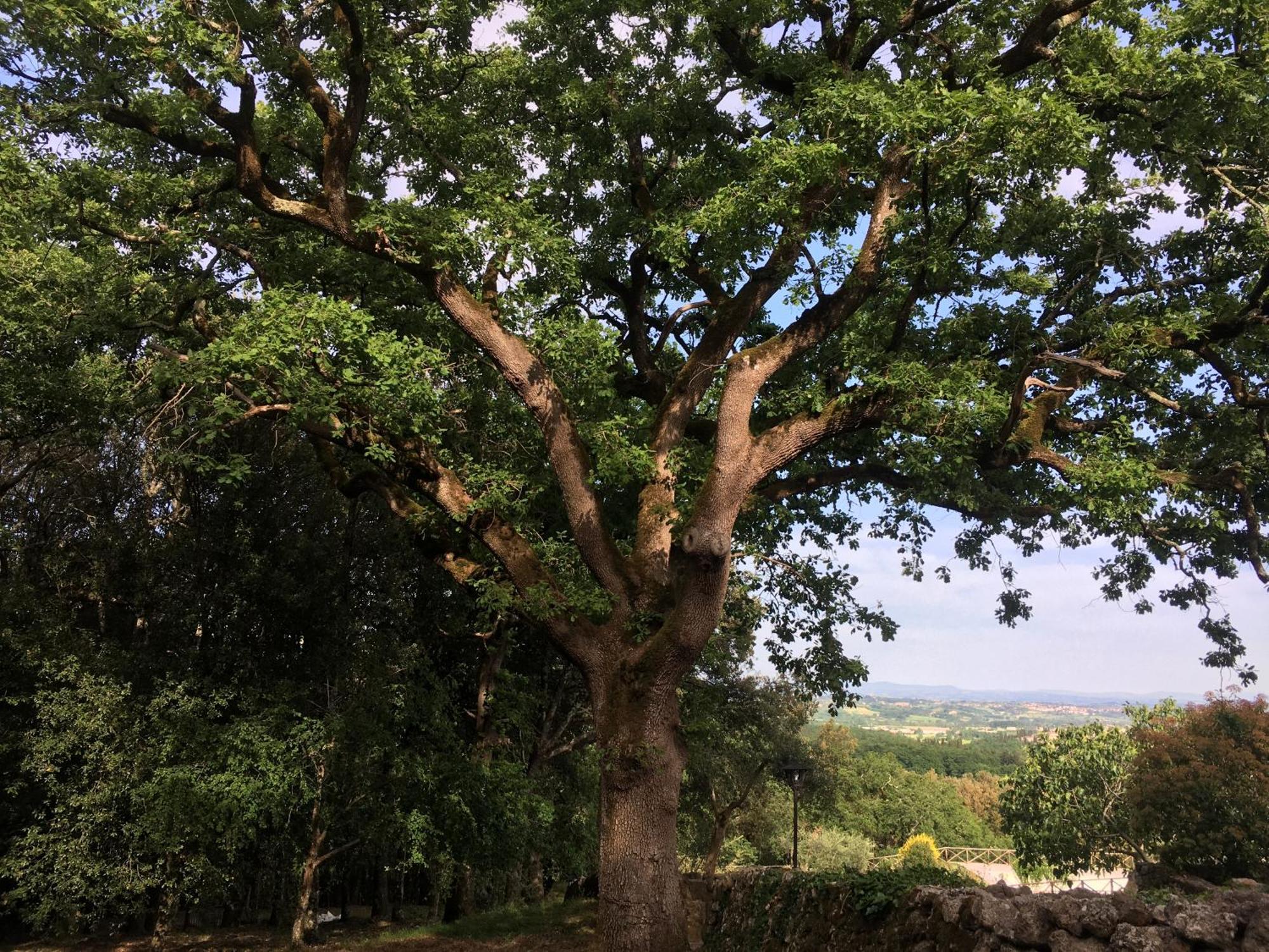 Agriturismo Il Caggio Sovicille Εξωτερικό φωτογραφία